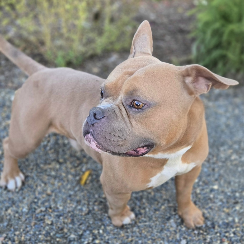 KRONK - Mixed Breed (Medium) available for adoption
