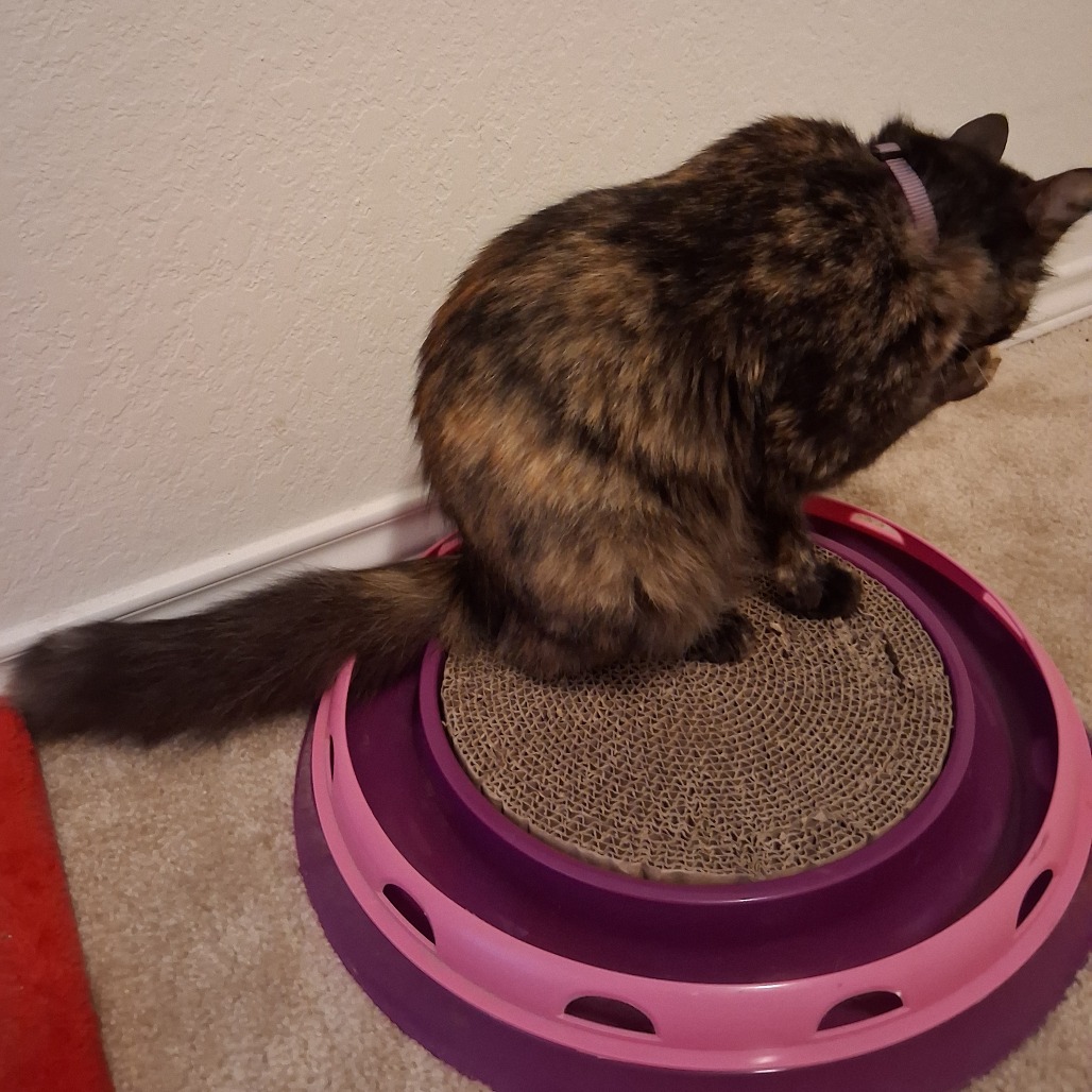 Artemis, photo 2