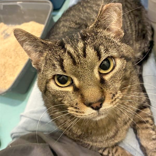 The Great Gazoo — thumbnail 3