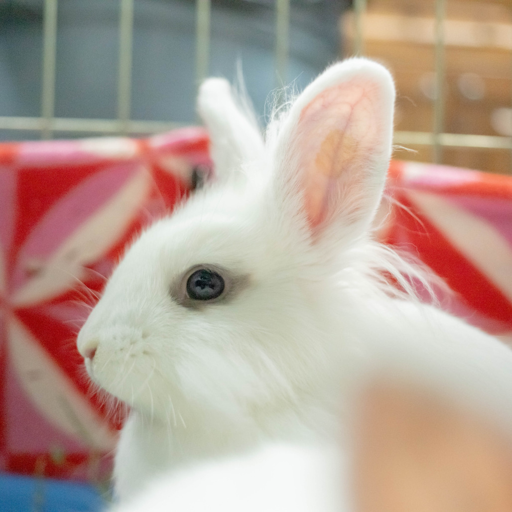 Penny (bonded to Chowder), photo 3