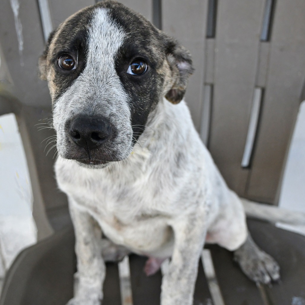 HERSHEY - Queensland Heeler / Mixed Breed (Medium) available for adoption