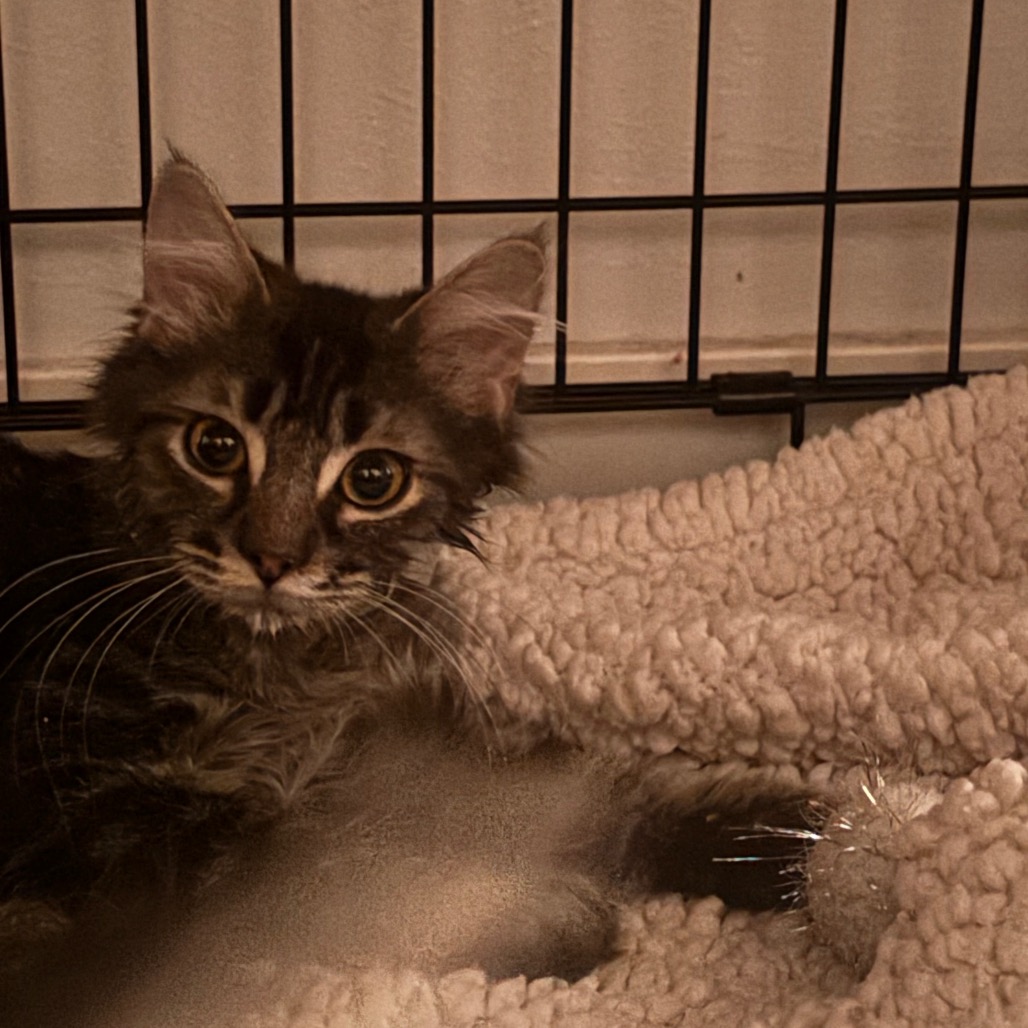 GARBANZO - Domestic Medium Hair available for adoption