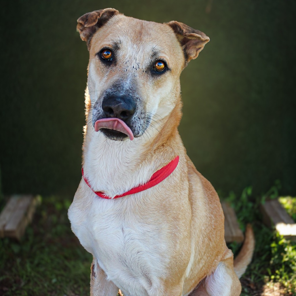 Gummy, an adoptable dog at SPCA-BC