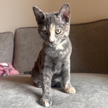 Orecchiette: Female 3 Domestic Shorthair