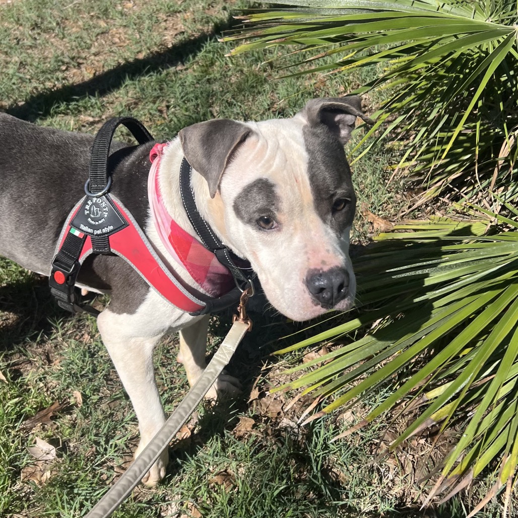 Amelia — thumbnail 9