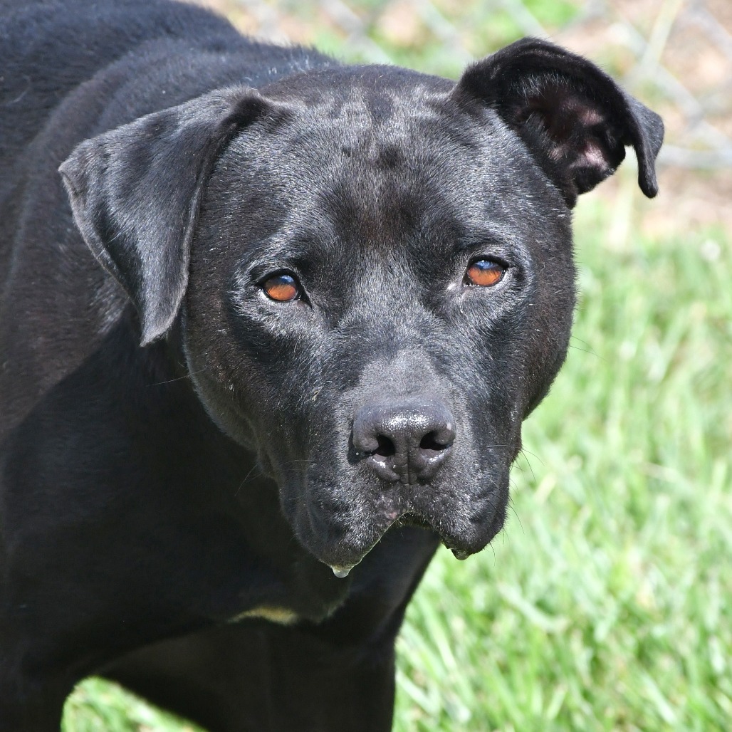 CROW - Retriever / Black Labrador available for adoption