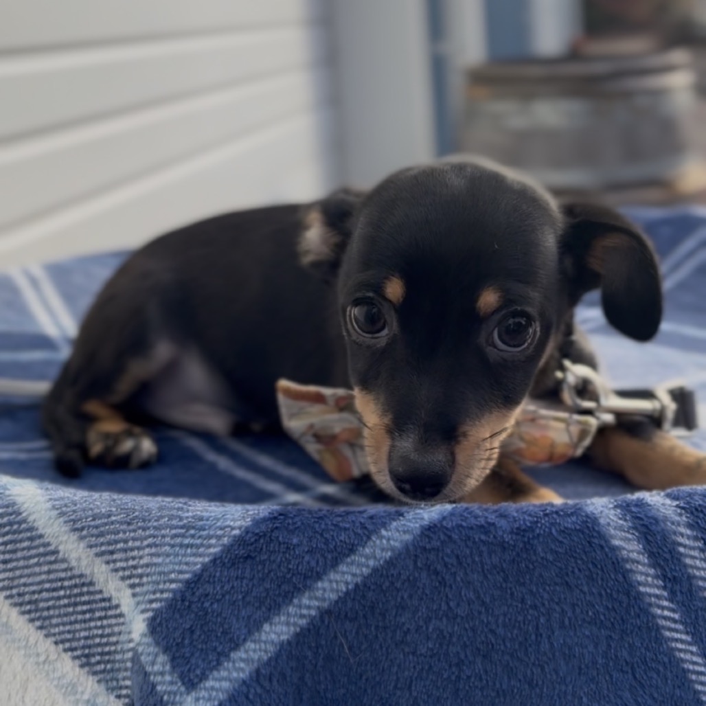 Luigi, photo 4