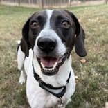 Houndini — thumbnail 6