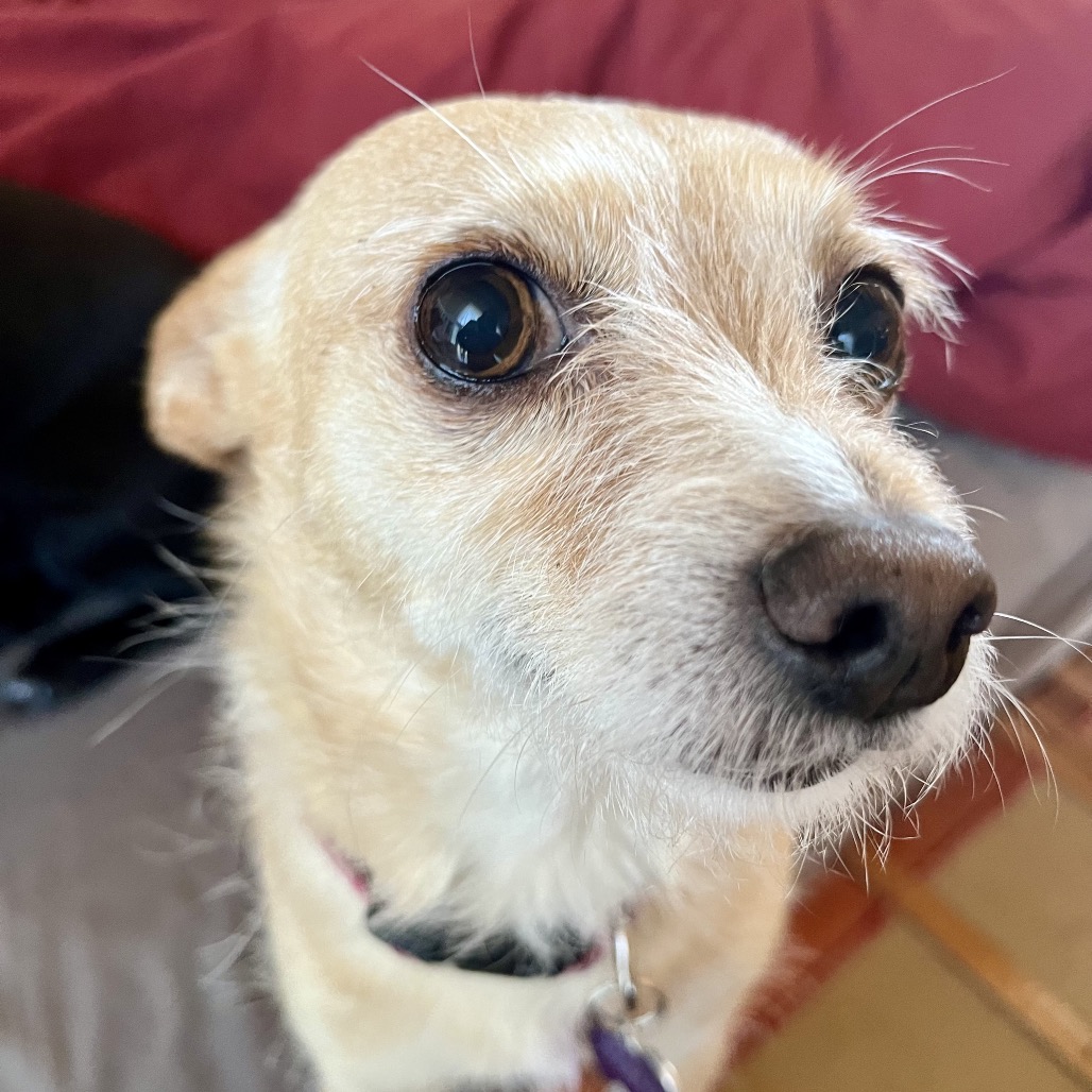 Lacey, photo 12