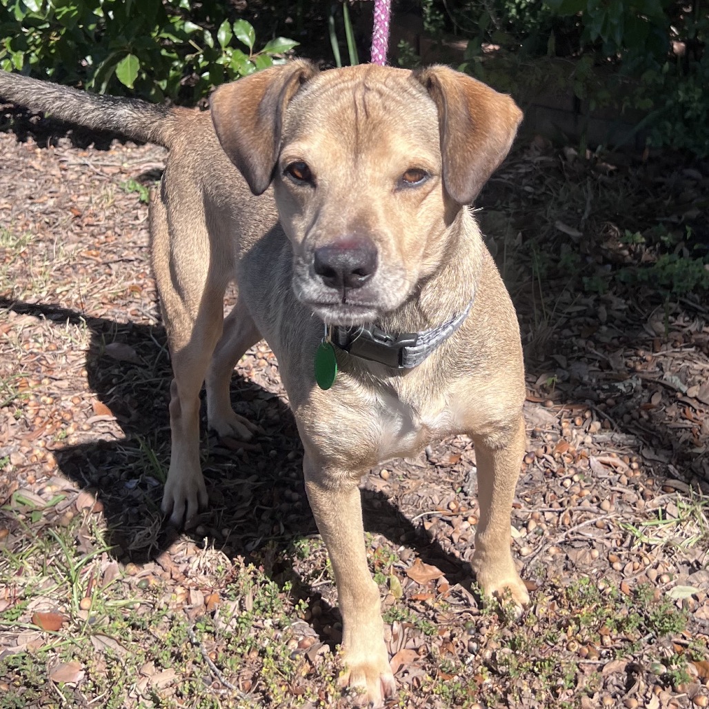 Christian is available for adoption at Take Paws Rescue