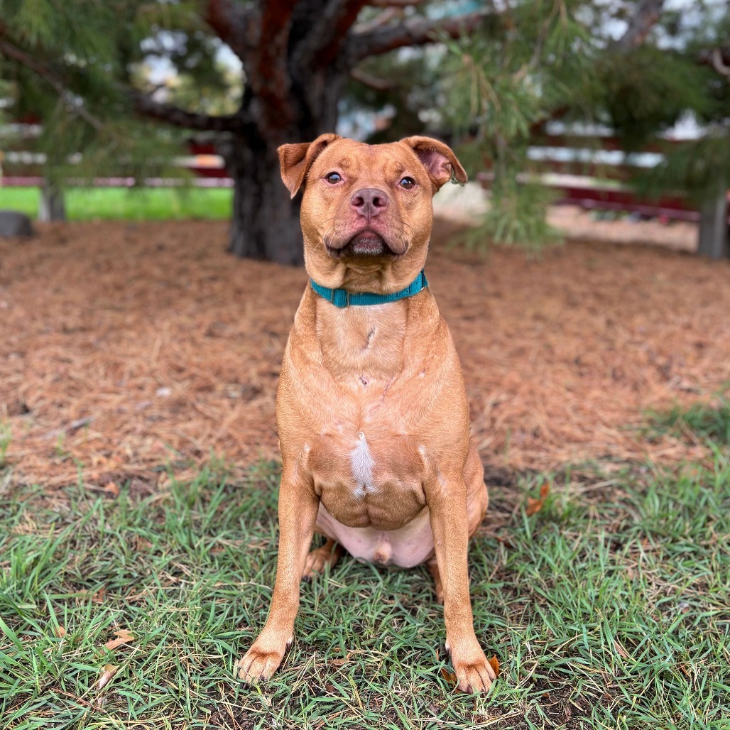 Harley--In Foster