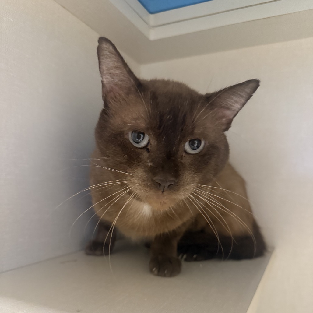 MOOSE - Siamese available for adoption
