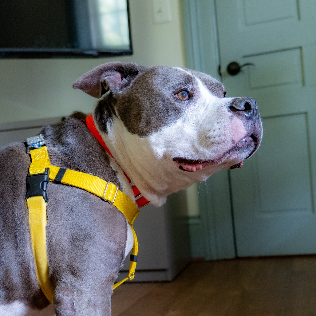 DWAYNE "THE DOG" JOHNSON - Terrier / American Pit Bull available for adoption