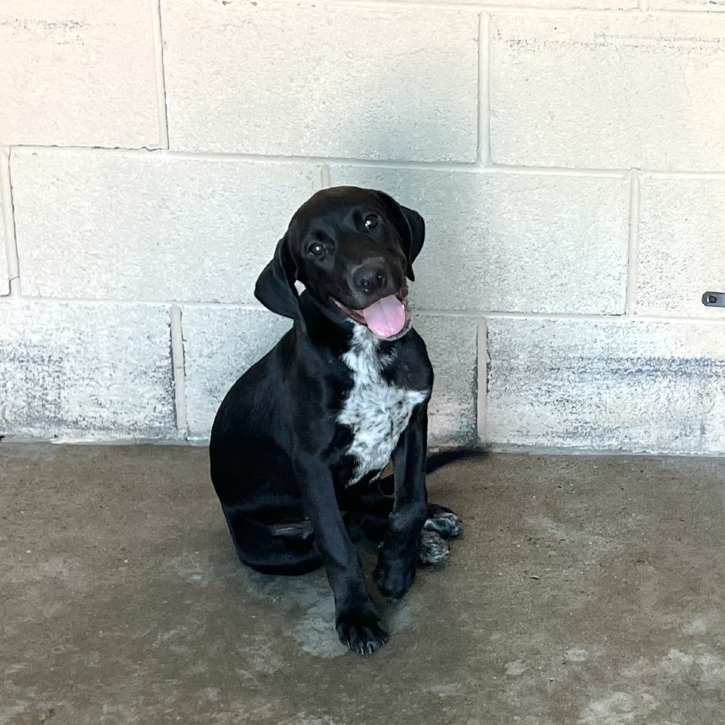 ANKY - Retriever, Labrador / Shepherd available for adoption