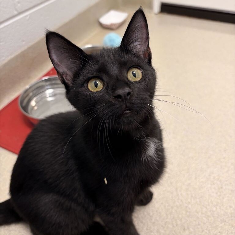 KIMI - Domestic Shorthair available for adoption