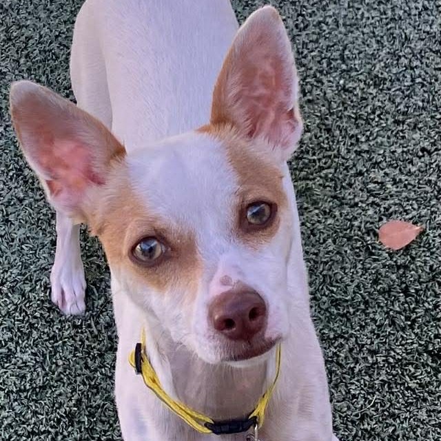 Chico