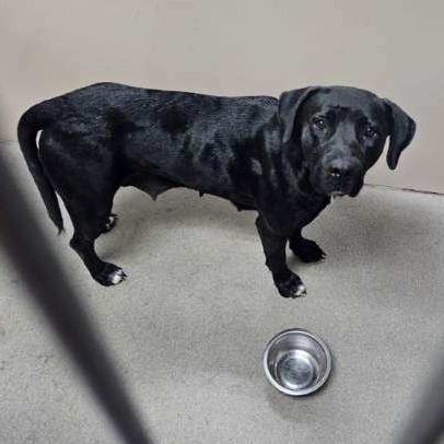 Kennel#34b Bebe's preview photo