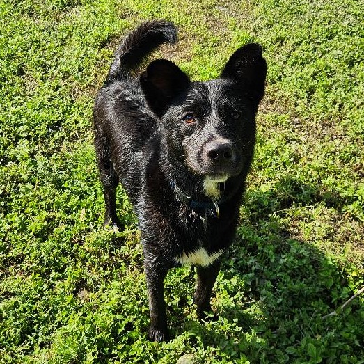 Onyx photo 12