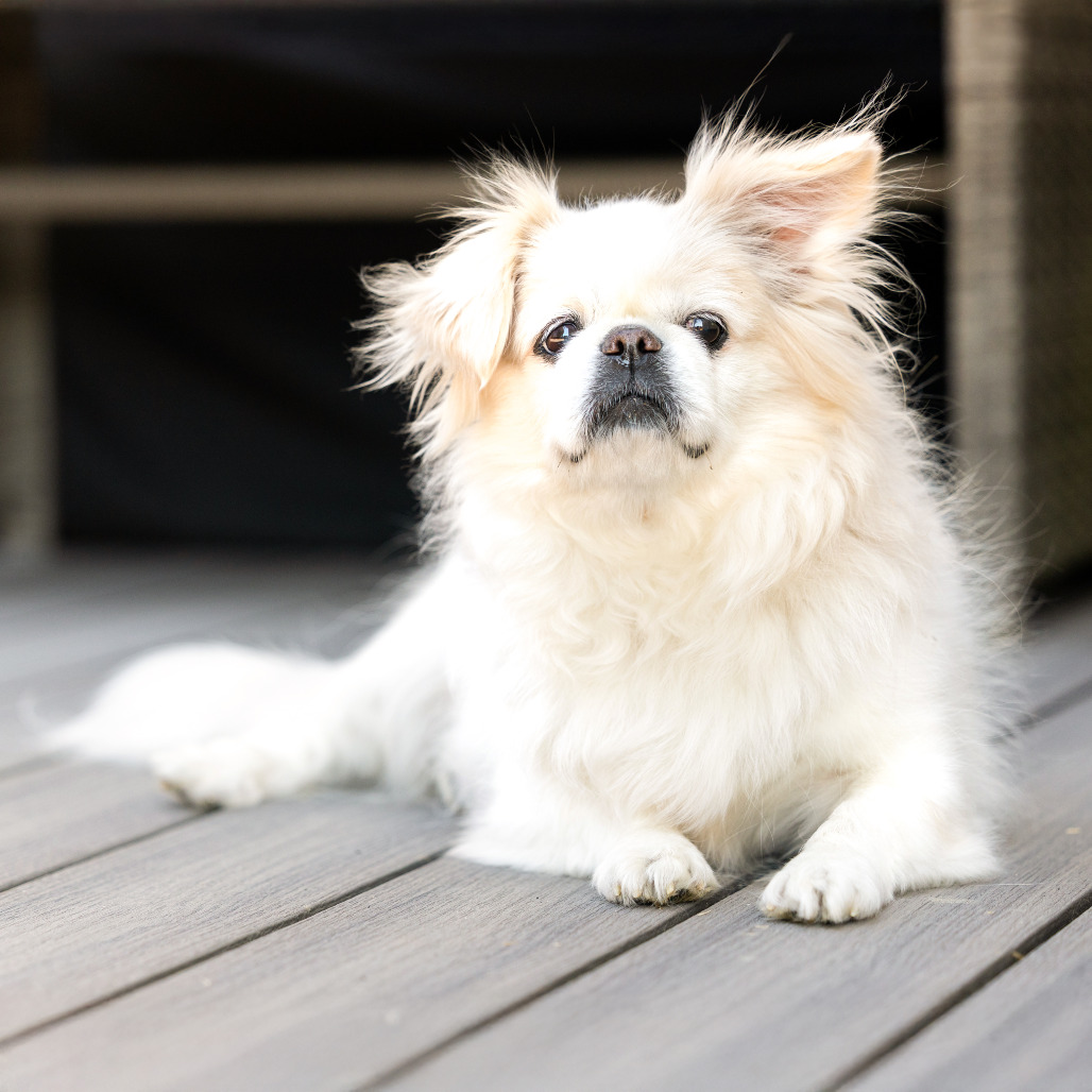 Coco — thumbnail 4