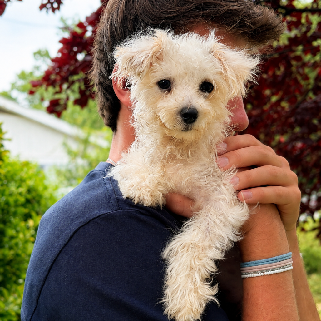 TEDDY - ADOPTION PENDING - Maltese / Poodle, Miniature available for adoption