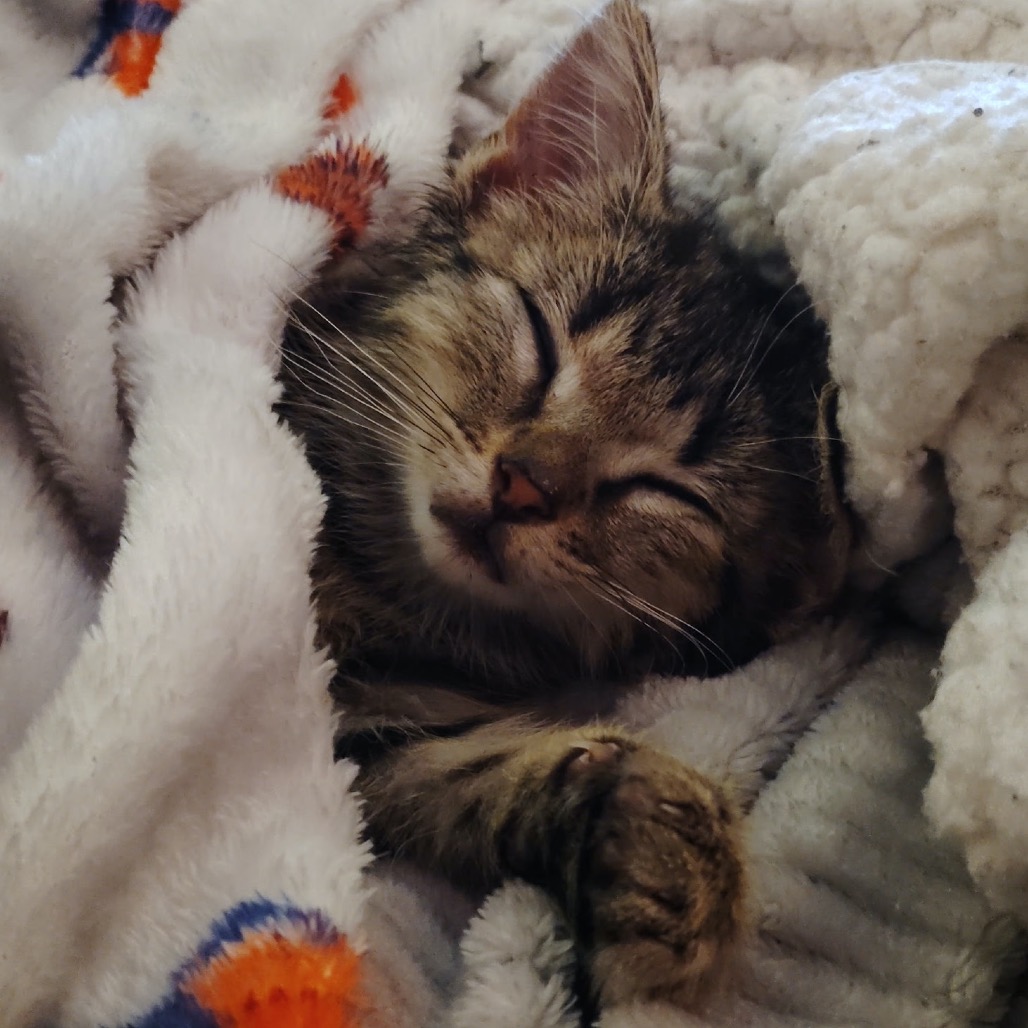 Cubby, a Domestic Shorthair