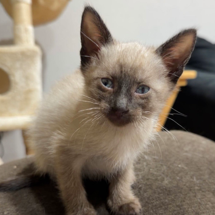 Boots, adopted