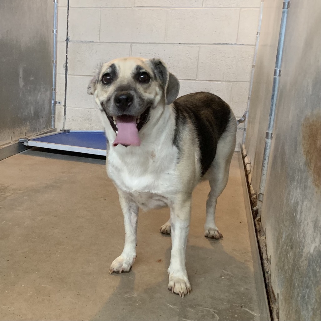 URSULA - Hound / Mix available for adoption