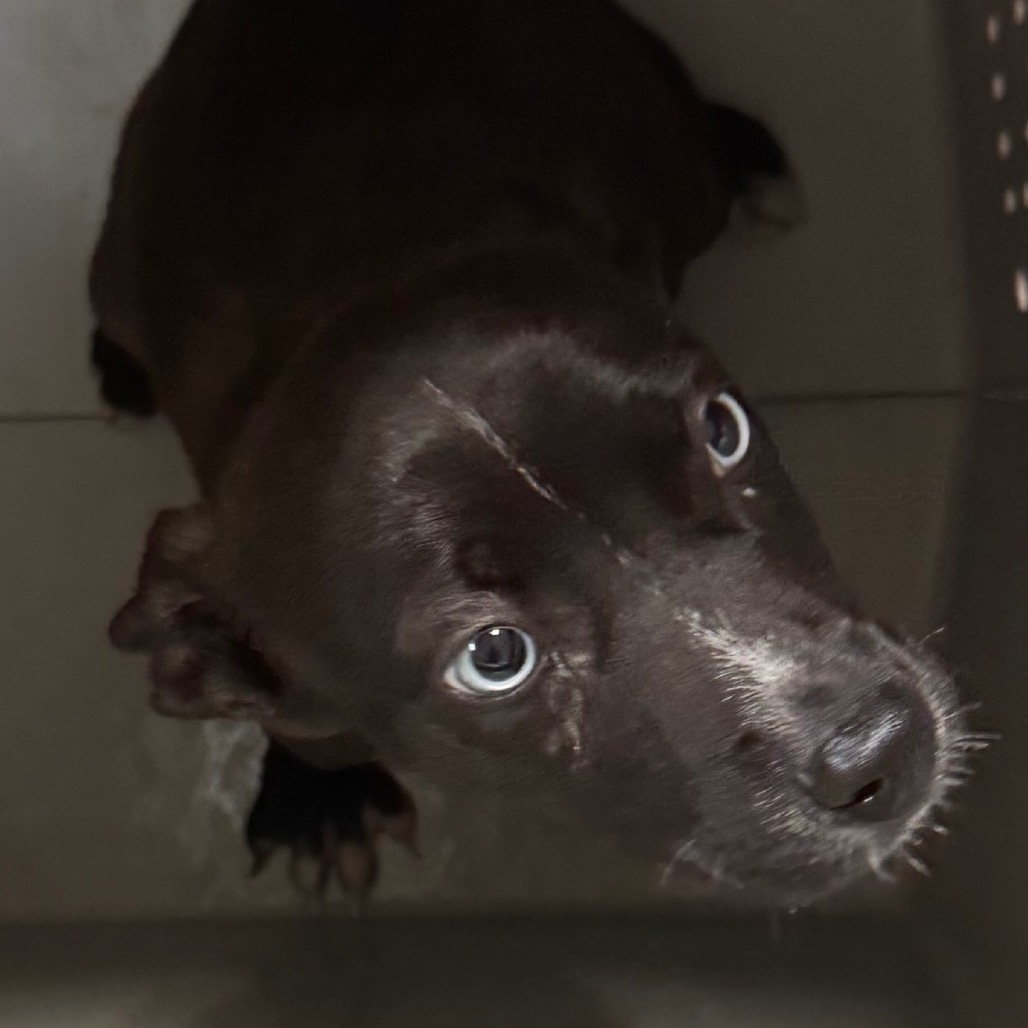 Pit Bull