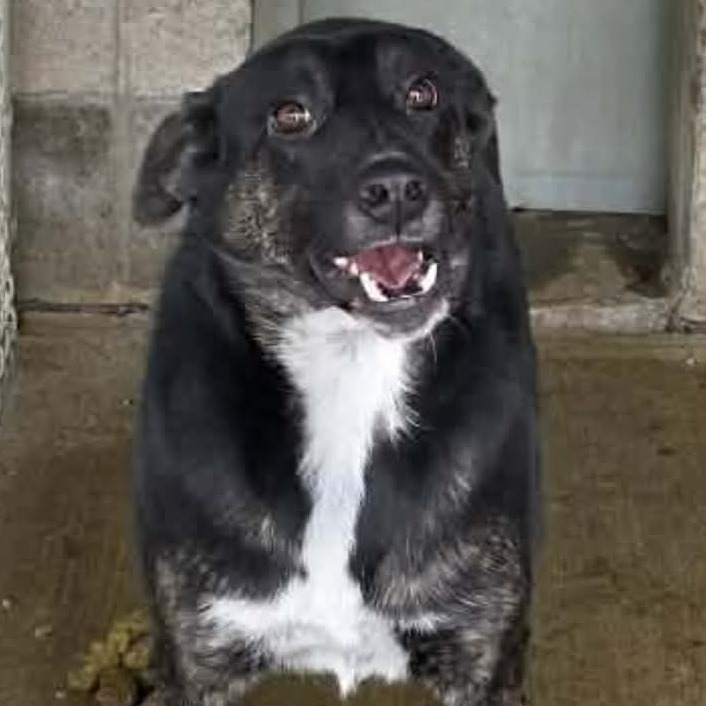 KAMMY - Mixed Breed (Medium) available for adoption