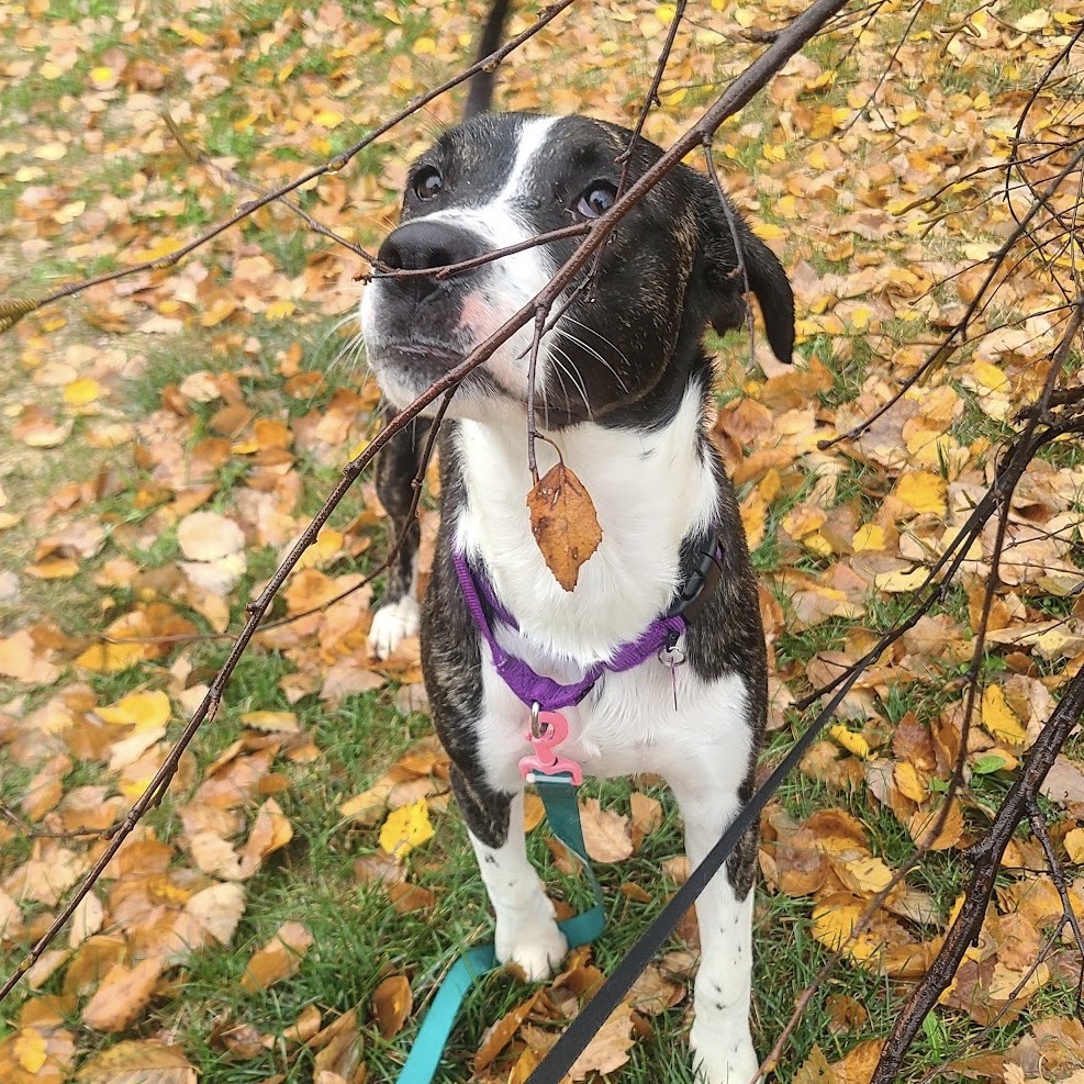 Brindle/White Retriever, Black Labrador/Terrier, American Pit Bull Dog