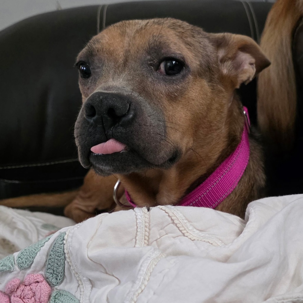 ARIEL - Mixed Breed (Medium) available for adoption