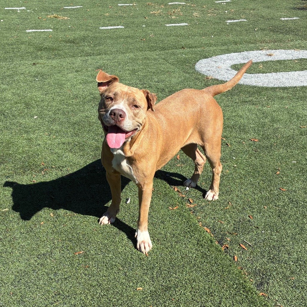 Olive (Formerly Copper), photo 12
