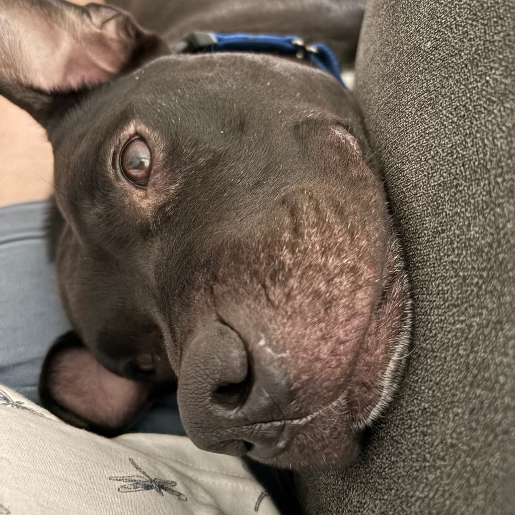 Bowser, photo 9