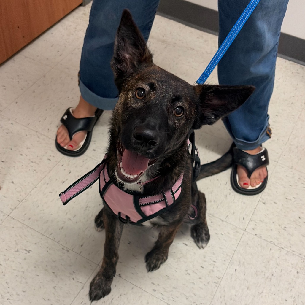 NINA N2 - Shepherd available for adoption