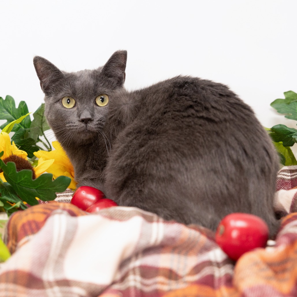 Loretta — thumbnail 2