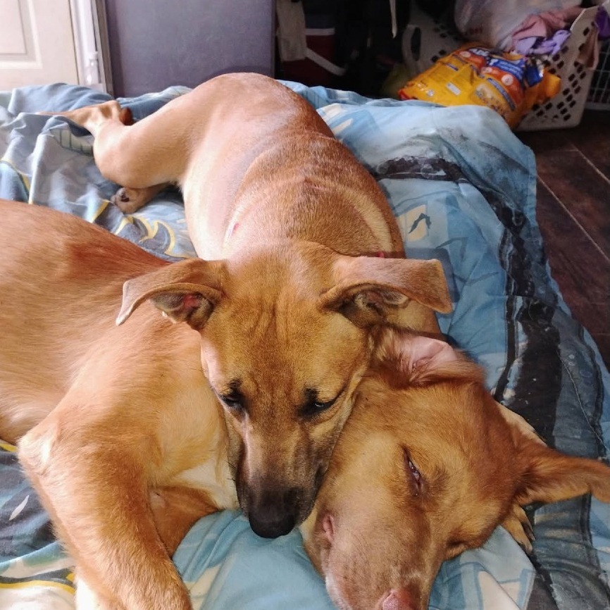 AYLA - Black Mouth Cur available for adoption