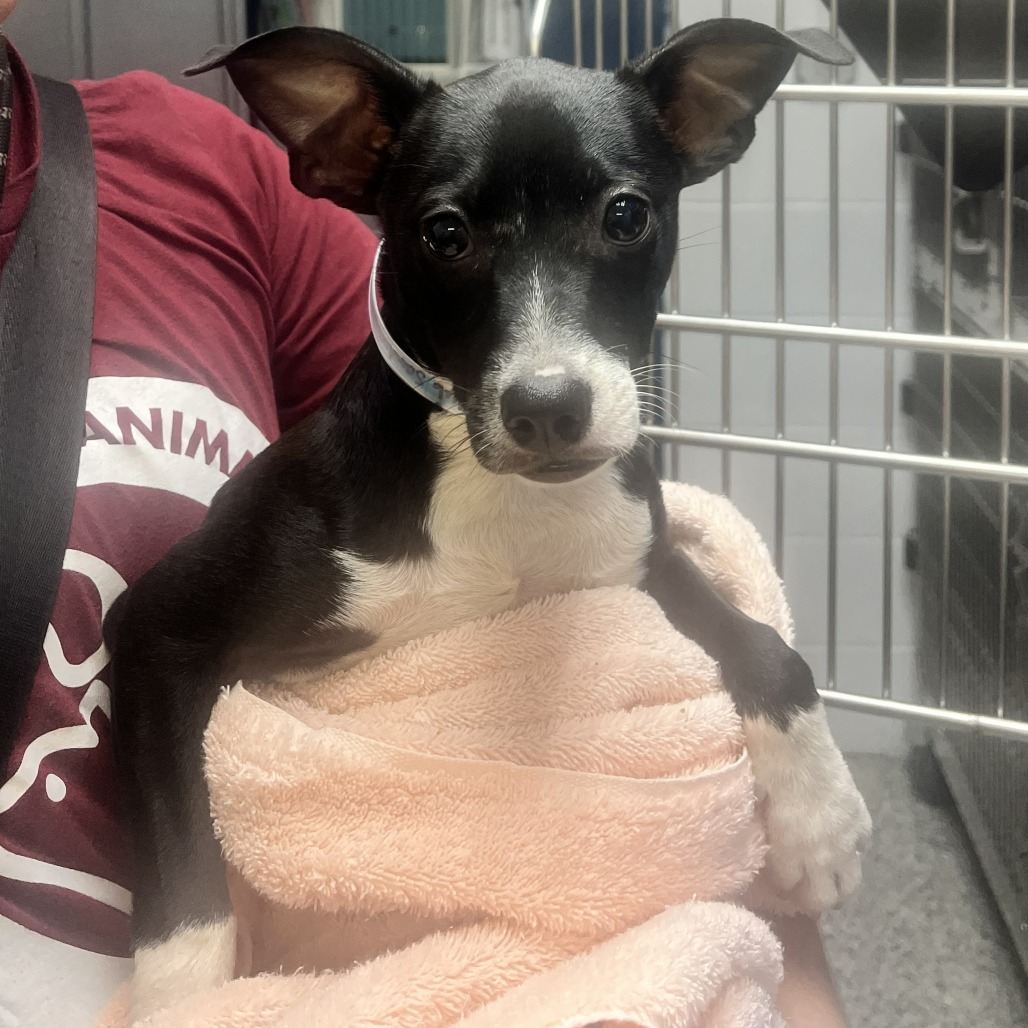 CLUB SANDWICH - Terrier / Mix available for adoption