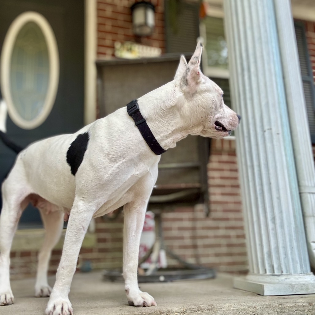 Zoya (Formerly Taco), photo 20