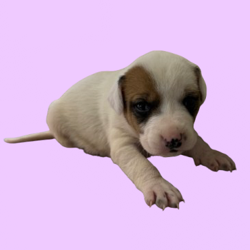 Tusc Stray 83328 2 3