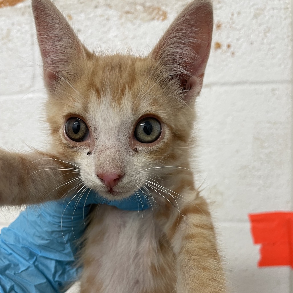 ORANGE - Domestic Shorthair available for adoption
