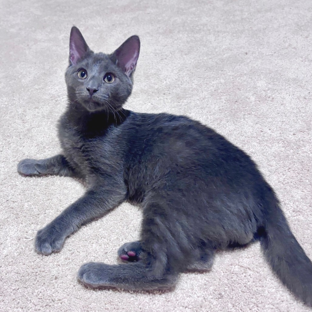 Mr. Fuzz & Remy *Bonded Pair*, photo 10