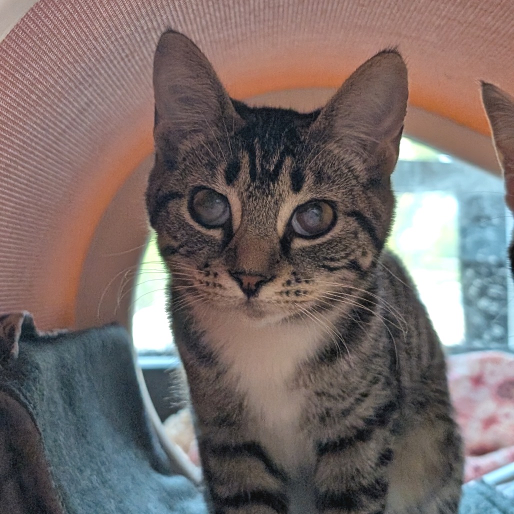 DRAGON - Domestic Shorthair available for adoption