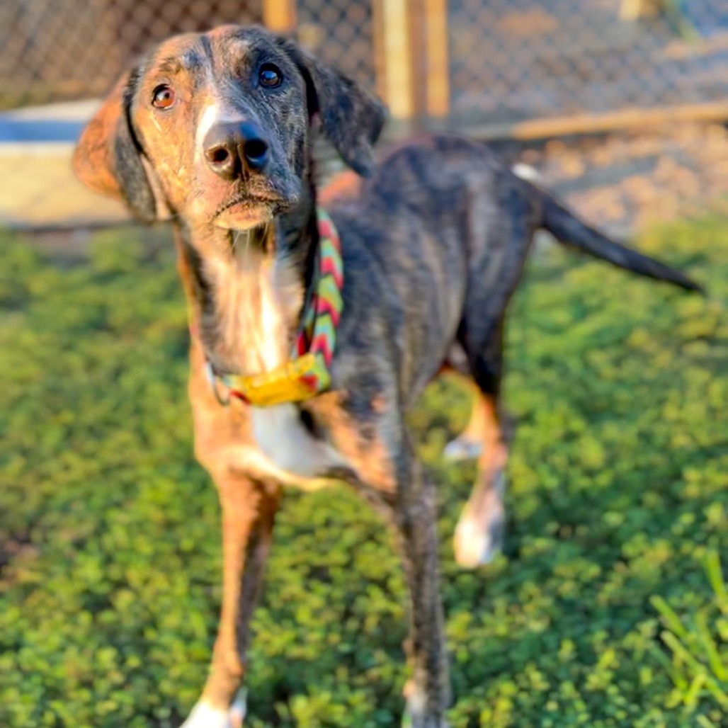 DAISY - Mixed Breed (Medium) available for adoption