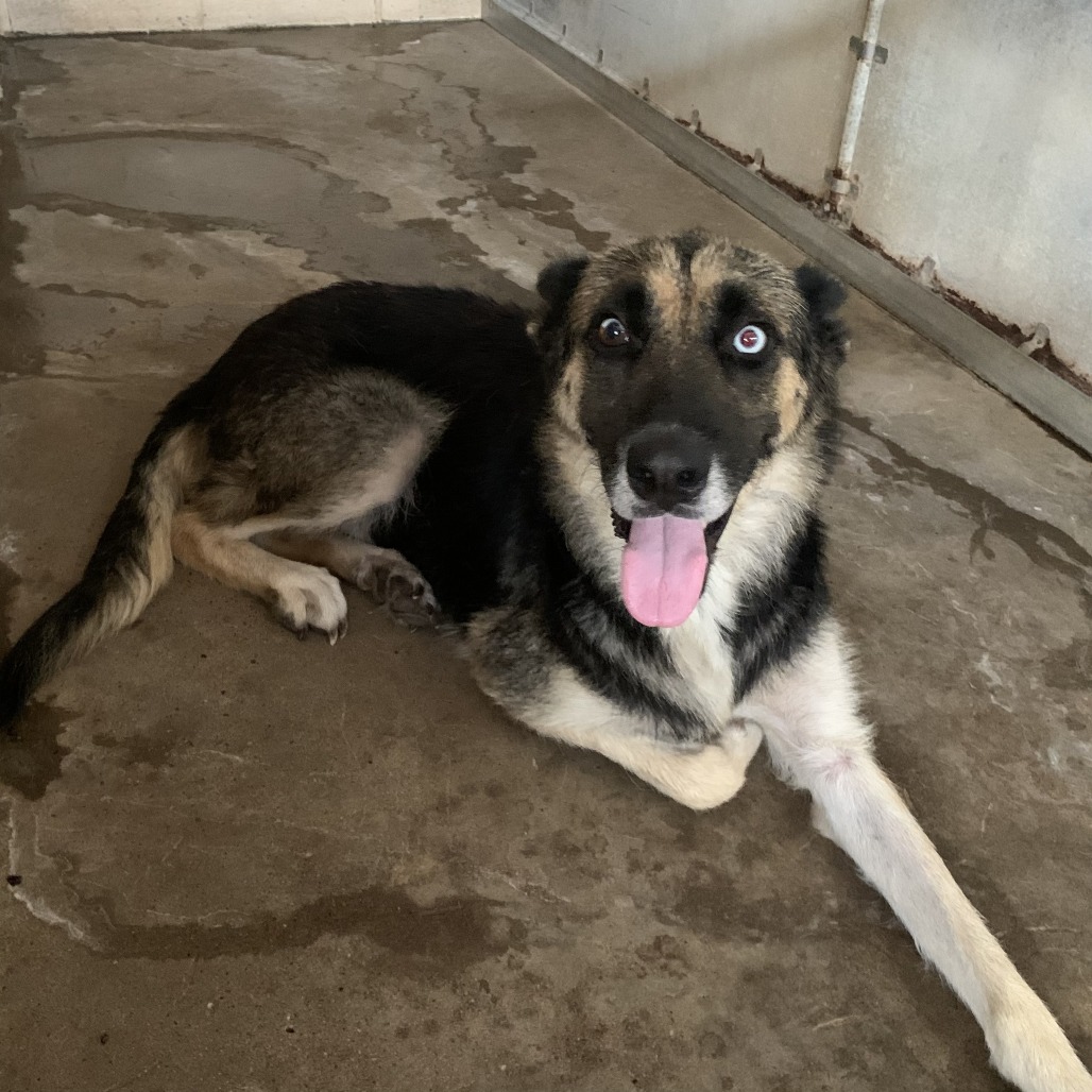 JAZZY - Shepherd / German available for adoption