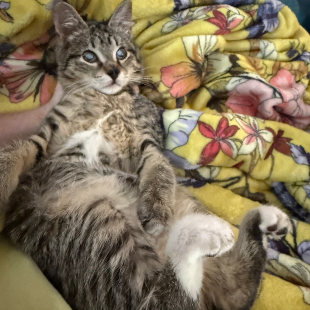 Wishingstar 25 — thumbnail 4