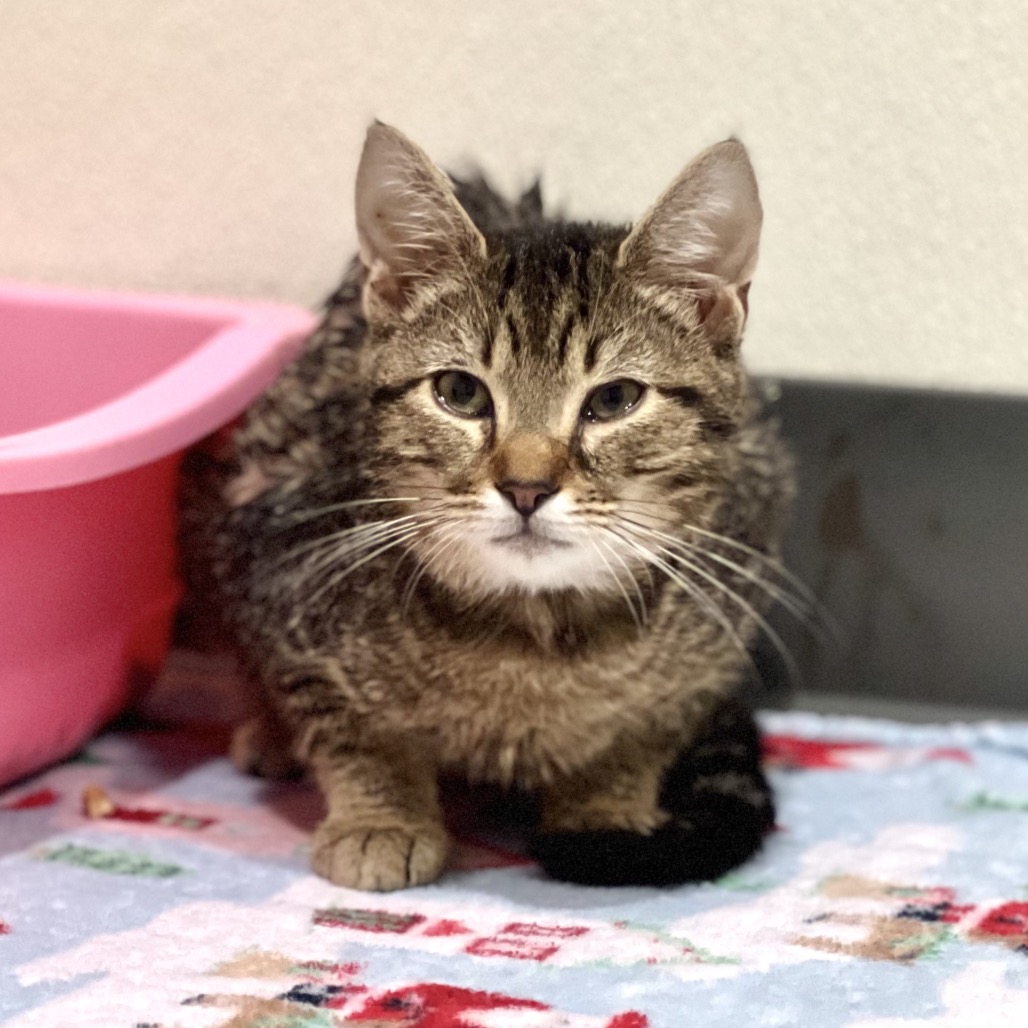 AZALEA - Domestic Shorthair for adoption in Edinburg