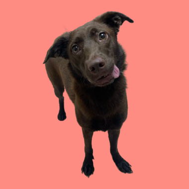 Tusc Stray 81382