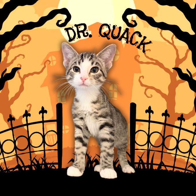 DR. QUACK - Domestic Shorthair available for adoption