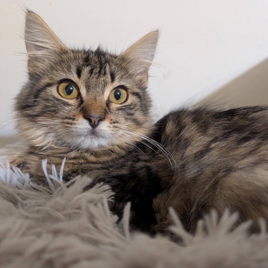 MALLORY -AT PETSMART MADISON EAST - Domestic Medium Hair available for adoption