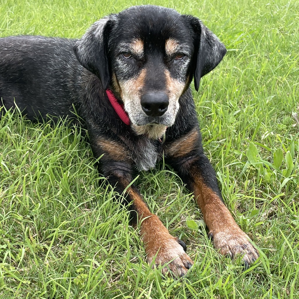 Kiwi, additional photo